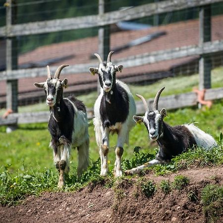 ソラーガ Agritur Ciasa Do Pareヴィラ エクステリア 写真