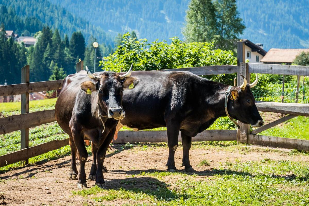 ソラーガ Agritur Ciasa Do Pareヴィラ エクステリア 写真