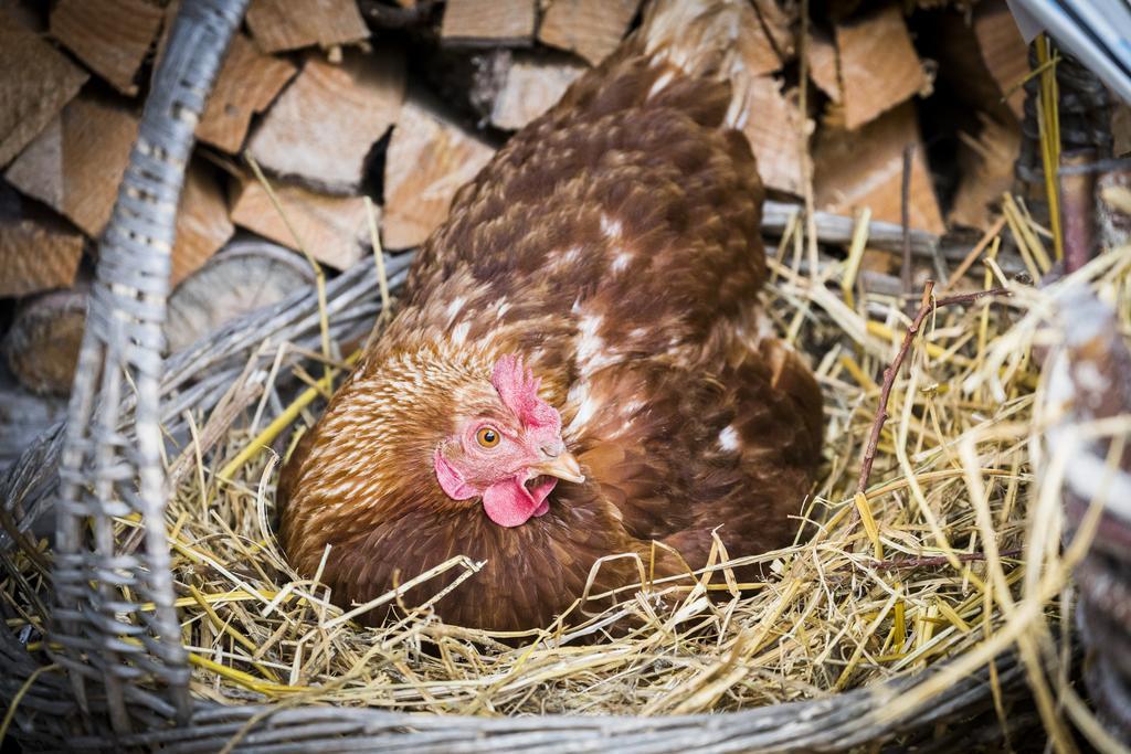 ソラーガ Agritur Ciasa Do Pareヴィラ エクステリア 写真